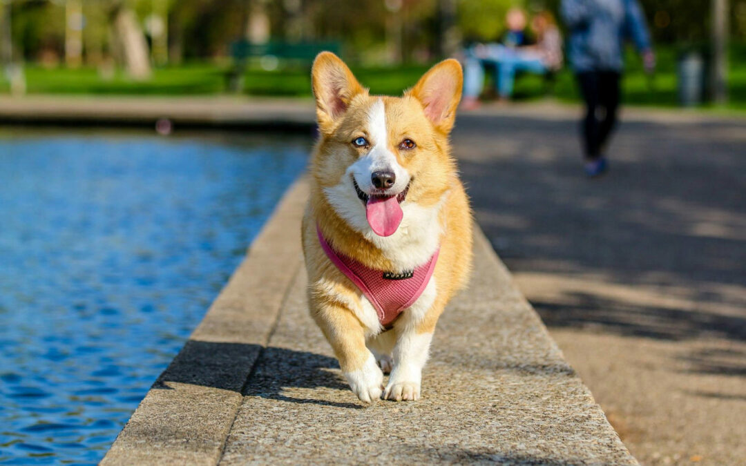 10 Top Dog Parks in Central Florida: Where to Take Your Furry Friends for Fun and Play